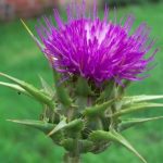 Health Benefits of Milk Thistle