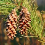 Pine Cones tree